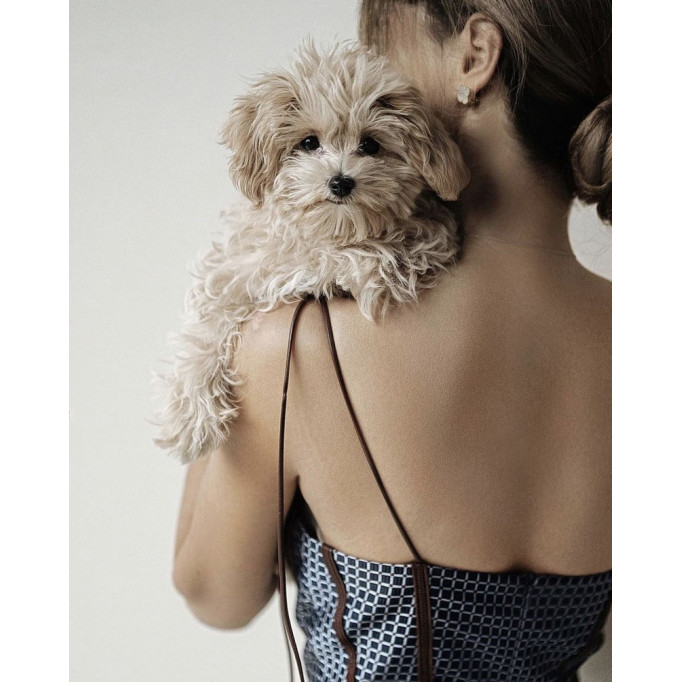 Мальтіпу F1 чи F2: У чому різниця?